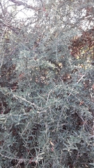 Atamisquea emarginata