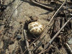 Lentinus substrictus