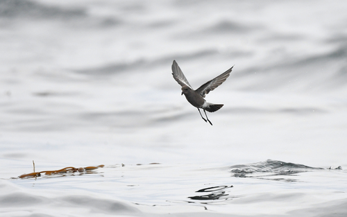 Pincoya Storm Petrel (Oceanites pincoyae), photo 5