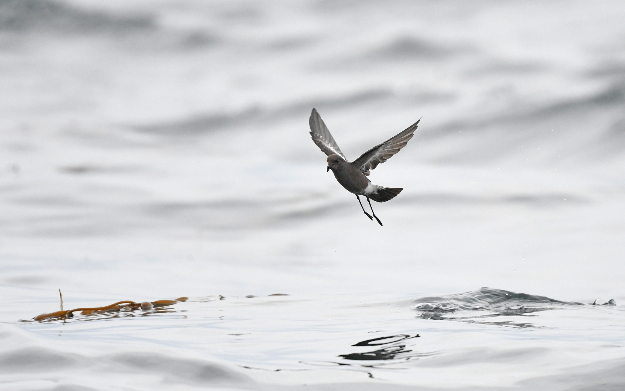Pincoya Storm Petrel (Oceanites pincoyae), photo 5