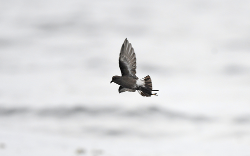 Pincoya Storm Petrel (Oceanites pincoyae), photo 6