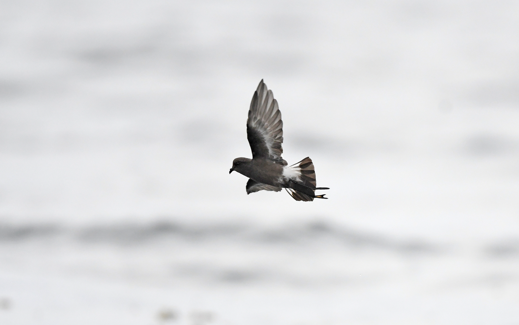 Pincoya Storm Petrel (Oceanites pincoyae), photo 6