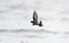 Pincoya Storm Petrel photo 2