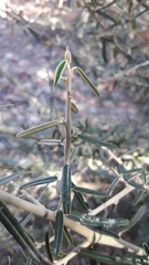 Atamisquea emarginata