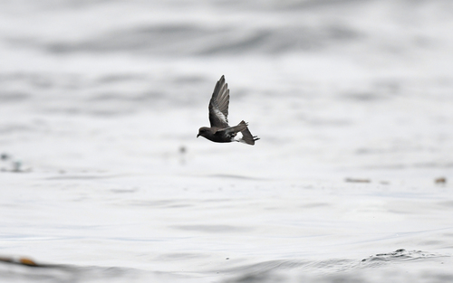 Pincoya Storm Petrel (Oceanites pincoyae), photo 7