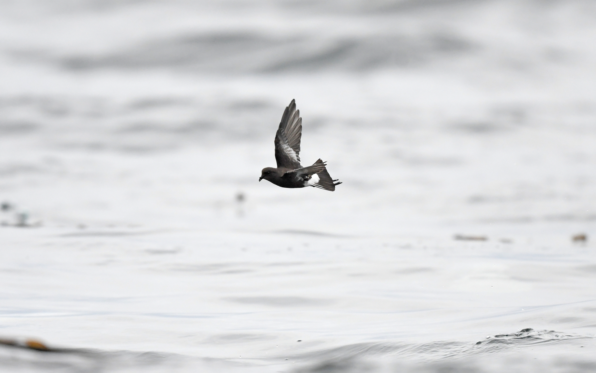 Pincoya Storm Petrel (Oceanites pincoyae), photo 7
