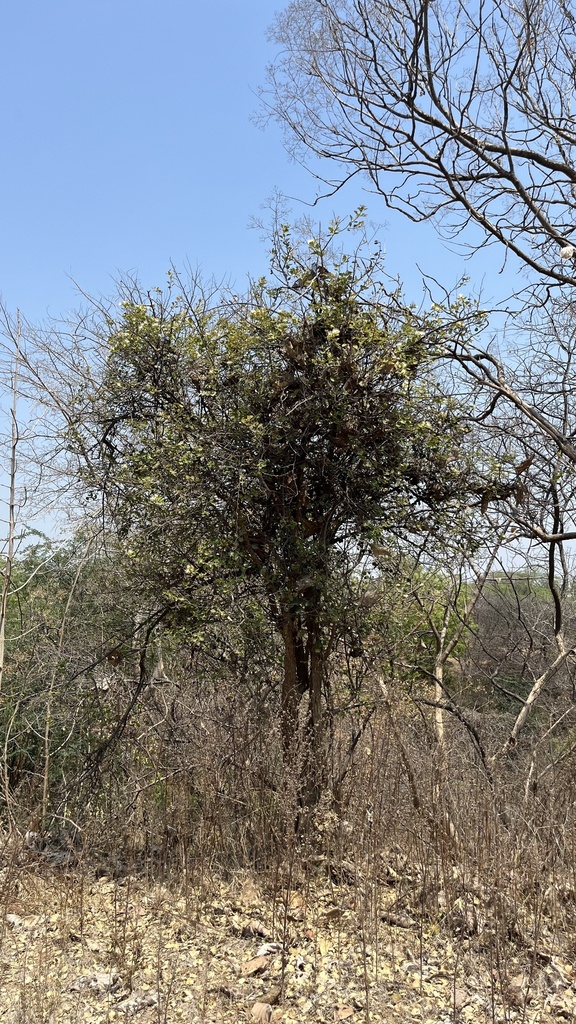 Tree Caper