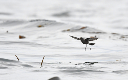 Pincoya Storm Petrel (Oceanites pincoyae), photo 8