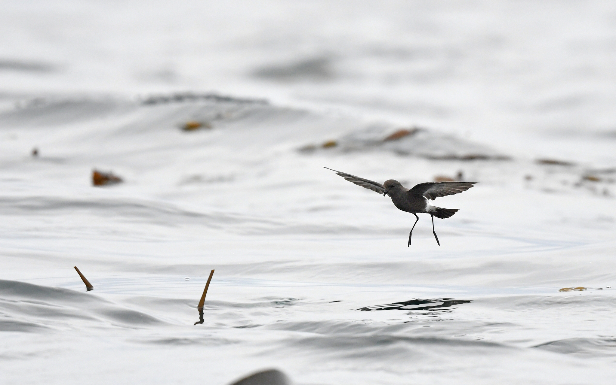 Pincoya Storm Petrel (Oceanites pincoyae), photo 8