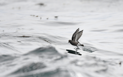 Pincoya Storm Petrel (Oceanites pincoyae), photo 9