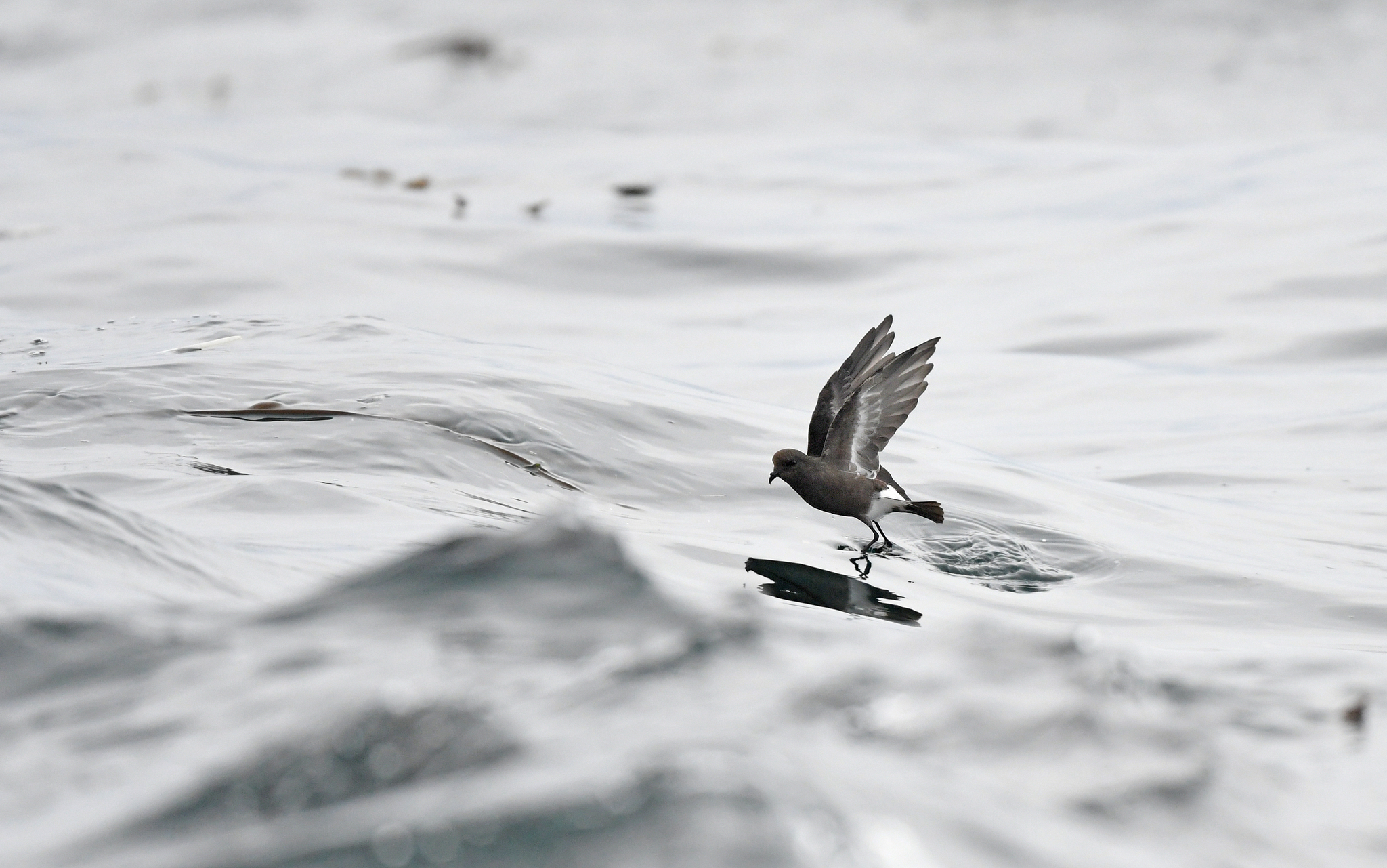 Pincoya Storm Petrel (Oceanites pincoyae), photo 9