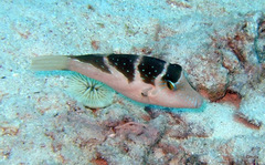 Canthigaster cyanospilota