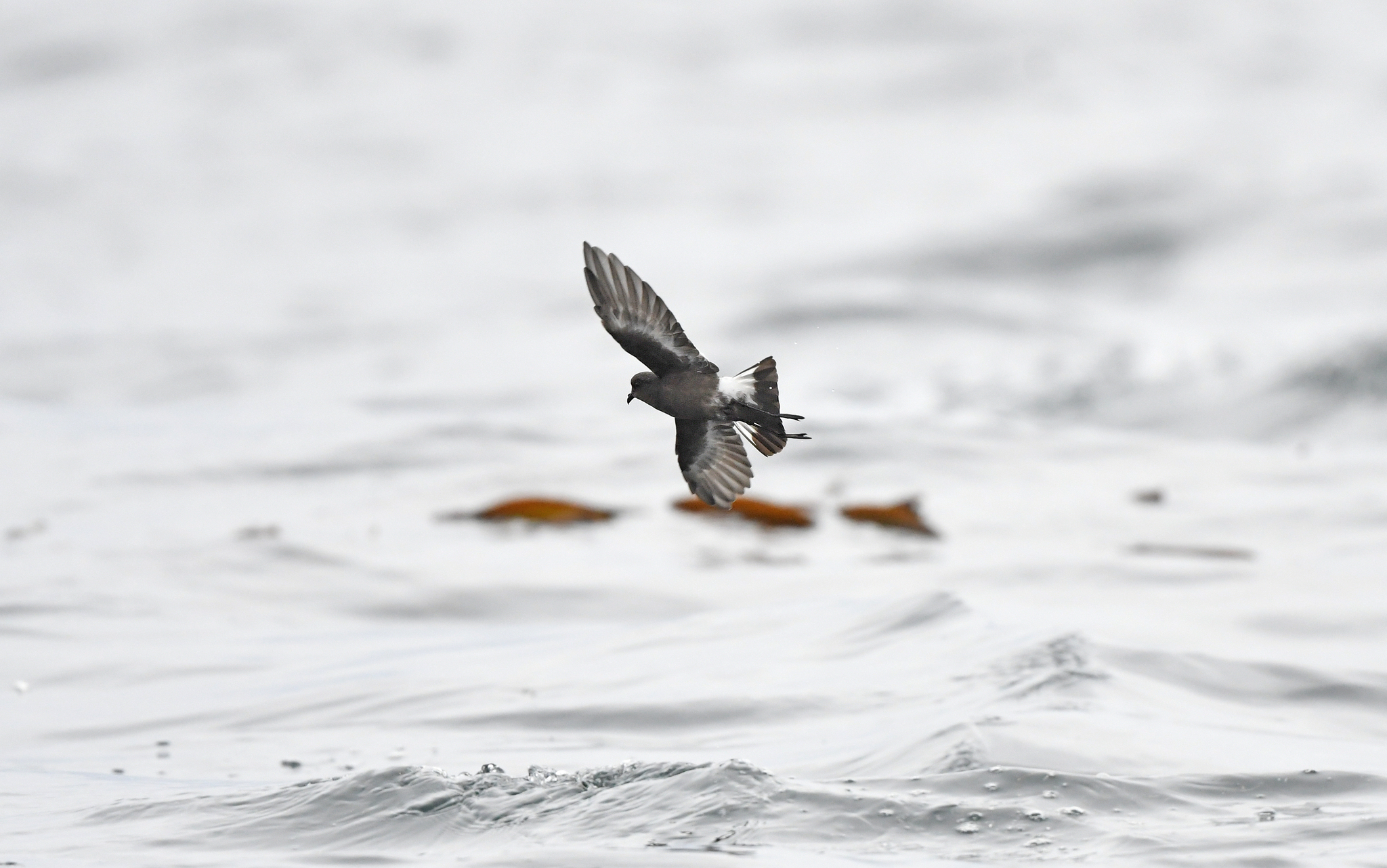 Pincoya Storm Petrel (Oceanites pincoyae), photo 10