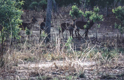 Defassa Waterbuck