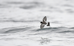 Pincoya Storm Petrel photo 5