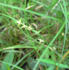 Carex socialis