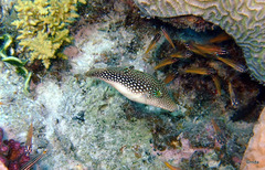 Canthigaster margaritata