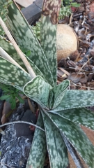 Gasteria