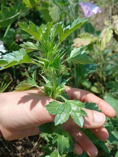 Moluccella spinosa, photograph 1