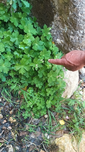 Falsa sanicola (Petagnaea gussonei)