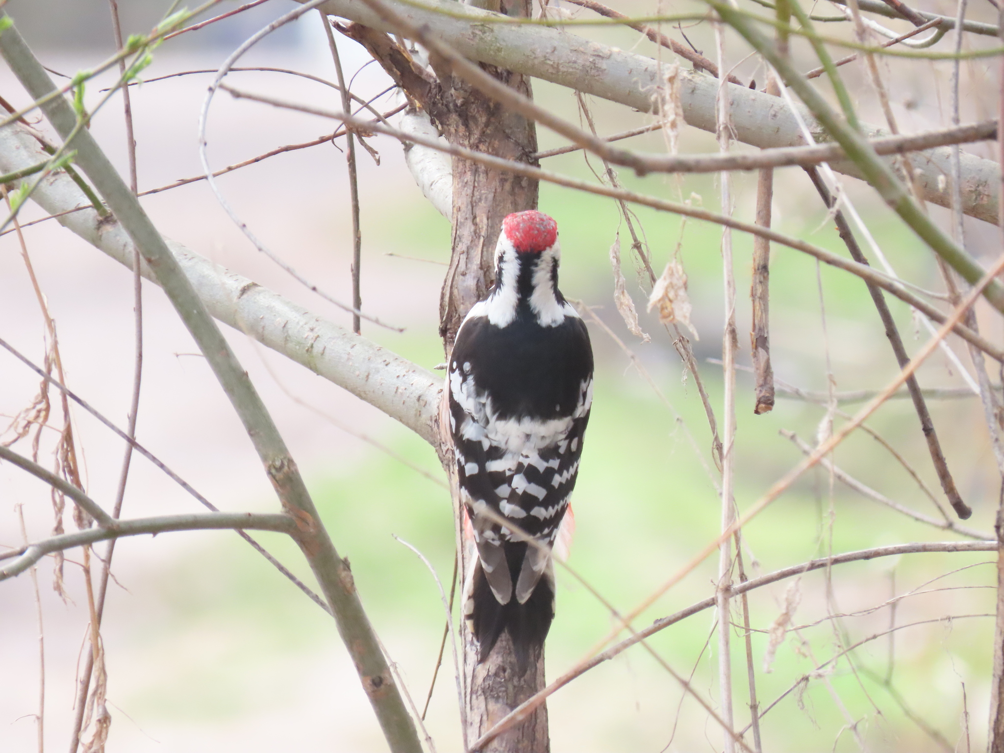 White-backed Woodpecker
