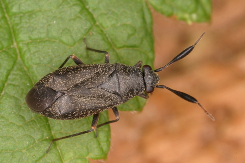 Heterocordylus tumidicornis