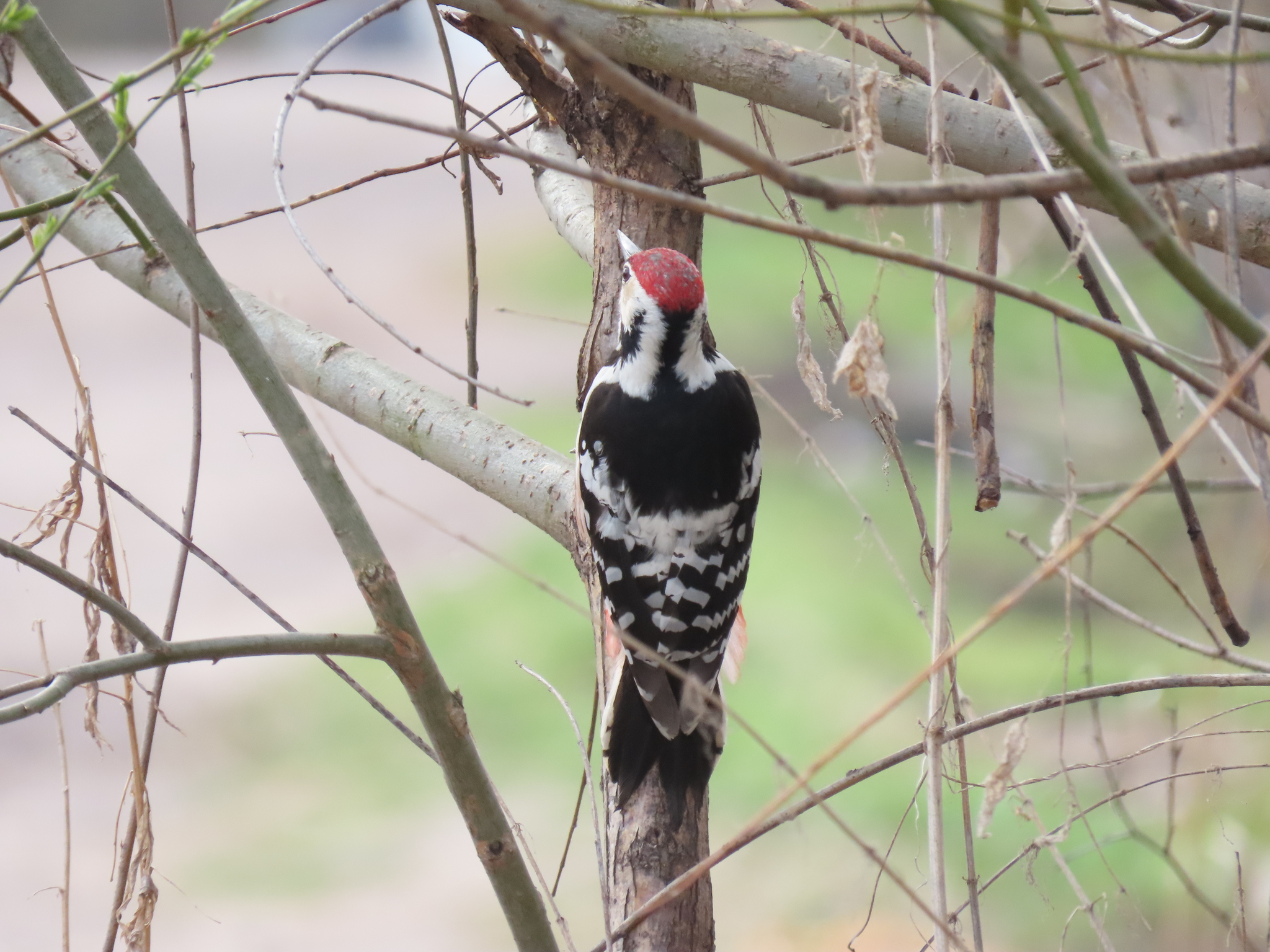 White-backed Woodpecker