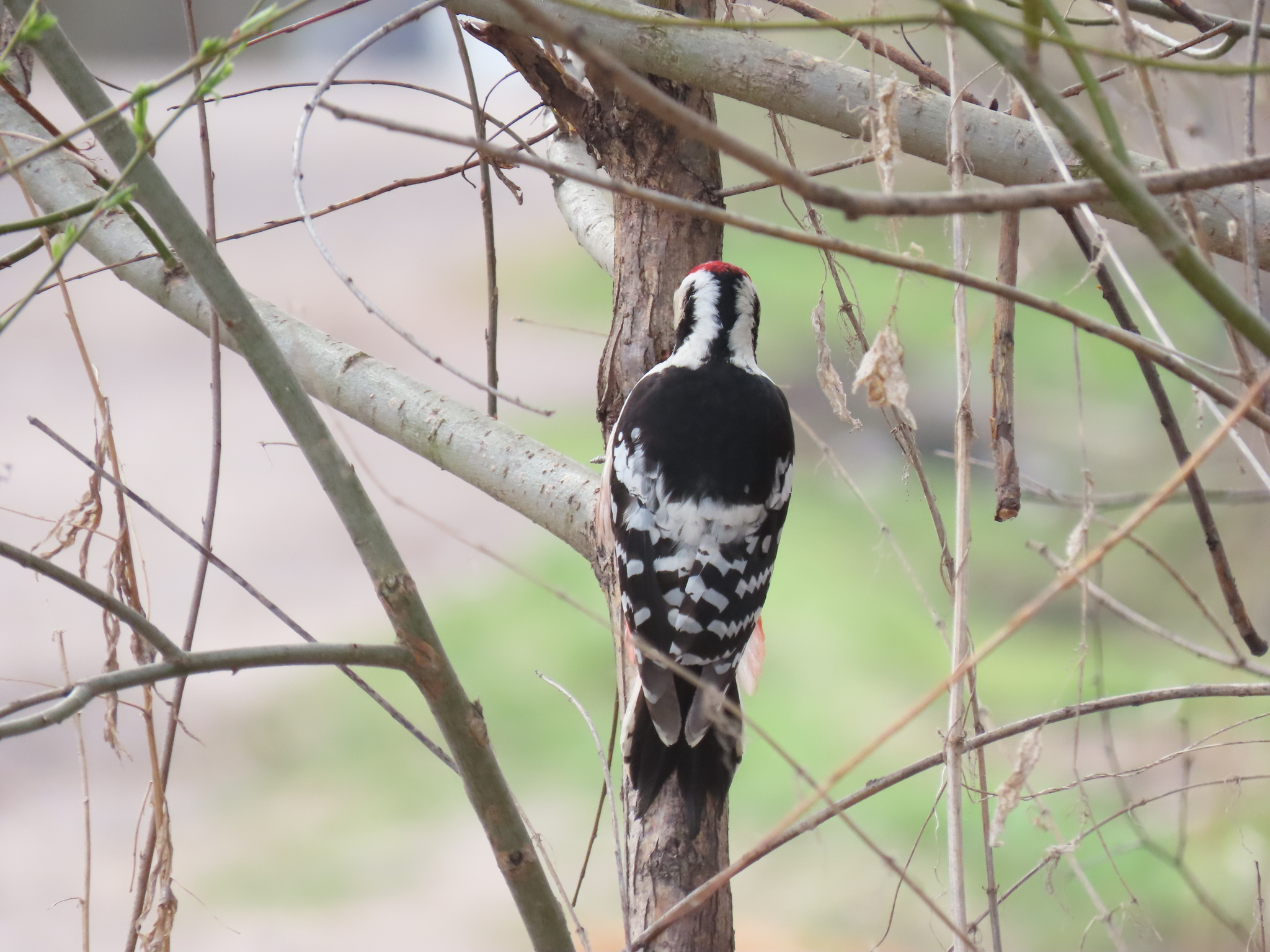 White-backed Woodpecker