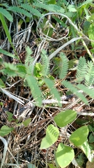 Mimosa microphylla