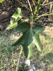 Jatropha curcas