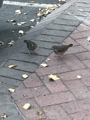Turdus olivaceus