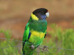 Australian Ringneck photo 4
