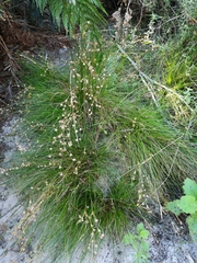Juncus capensis