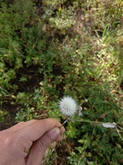 Cichorieae