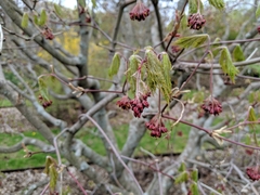 Acer japonicum