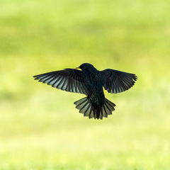 Common Starling photo 4