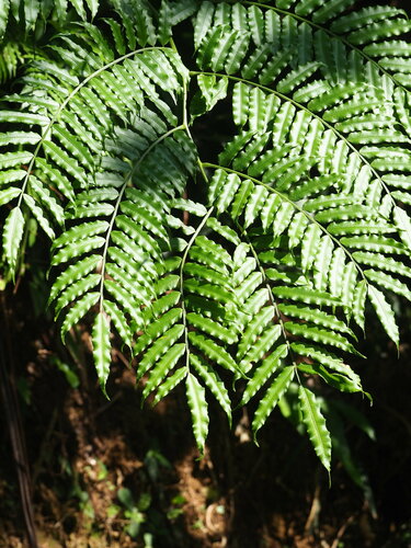 Angiopteris lygodiifolia (Angiopteris lygodiifolia)