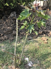 Jatropha curcas
