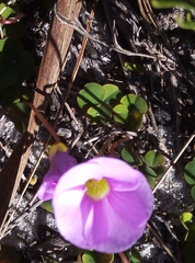 Oxalis commutata