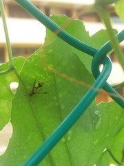 Ropalidia cyathiformis