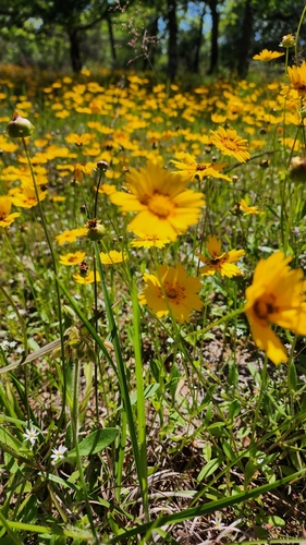 Image of Rio Grande Tickseed (Coreopsis nuecensoides) by (c) Ayla, some rights reserved (CC BY)