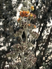 Buddleja coriacea