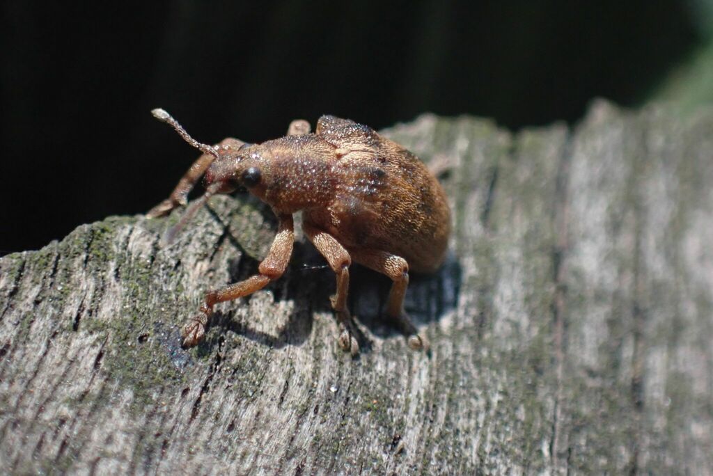 Weevil