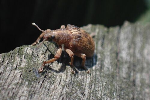 Weevil