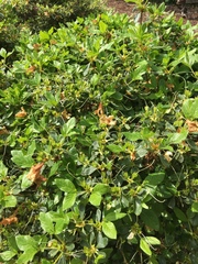 Rhododendron calendulaceum