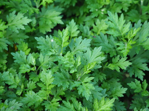Image of Artemisia indica by no rights reserved