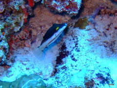 Canthigaster smithae