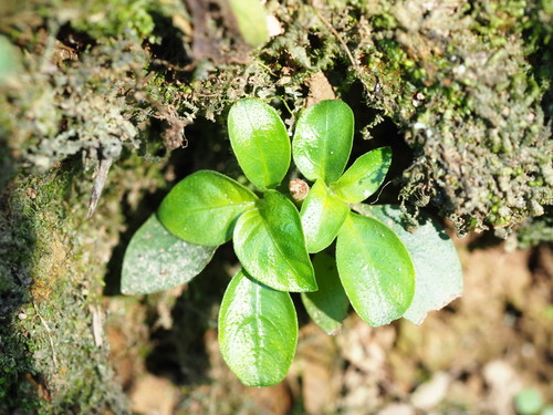 Image of Ophiorrhiza pumila by no rights reserved