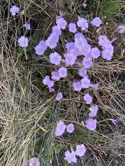 Oxalis commutata