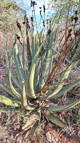 Aloe pienaarii, photograph 3